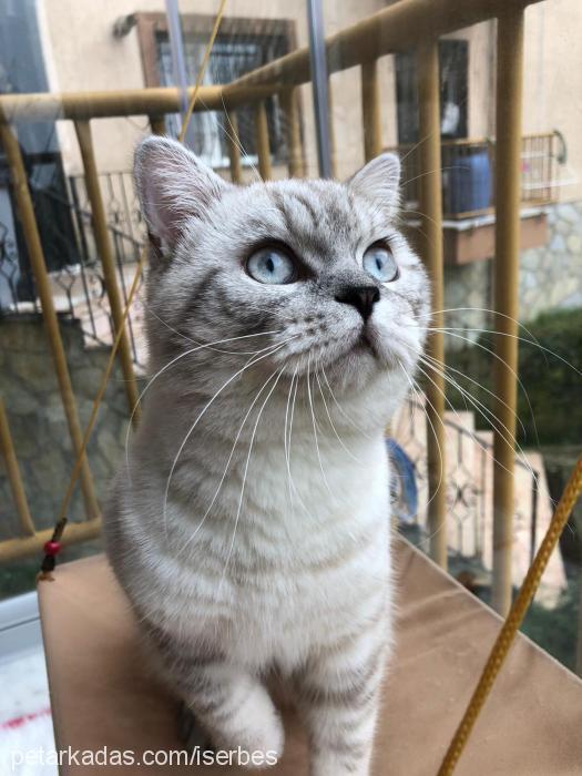 ponçik Erkek British Shorthair