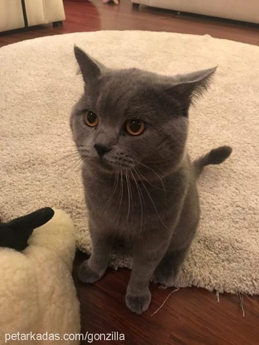 po Erkek British Shorthair