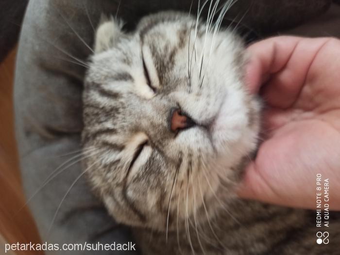 pedro Erkek Scottish Fold