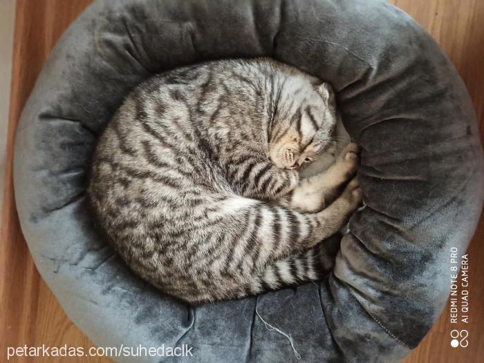 pedro Erkek Scottish Fold