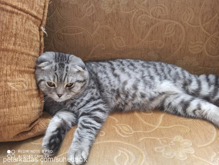 pedro Erkek Scottish Fold