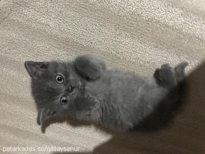 lila Dişi British Shorthair