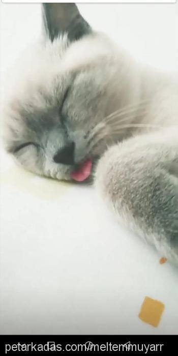 maya Dişi British Shorthair