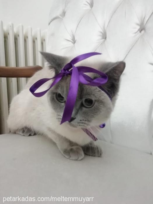 maya Dişi British Shorthair