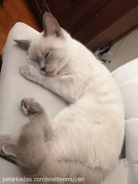 maya Dişi British Shorthair