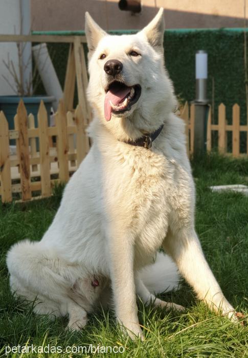 bianco Erkek Alman Çoban Köpeği