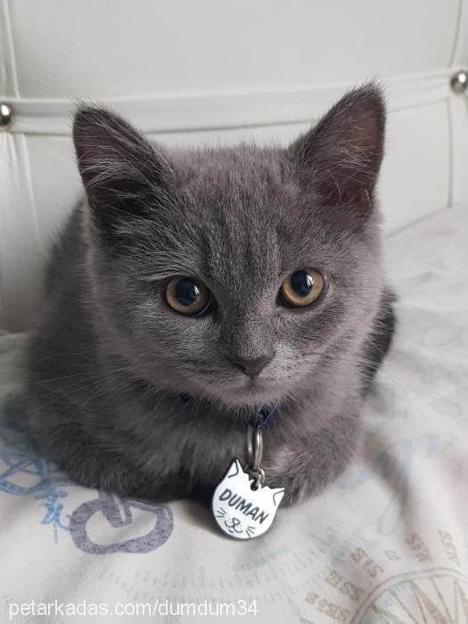 duman Erkek British Shorthair