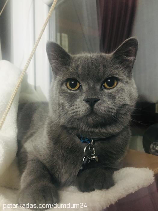 duman Erkek British Shorthair