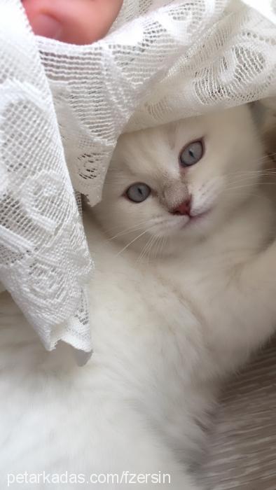 elmasnur#128142 Dişi Brazilian Shorthair