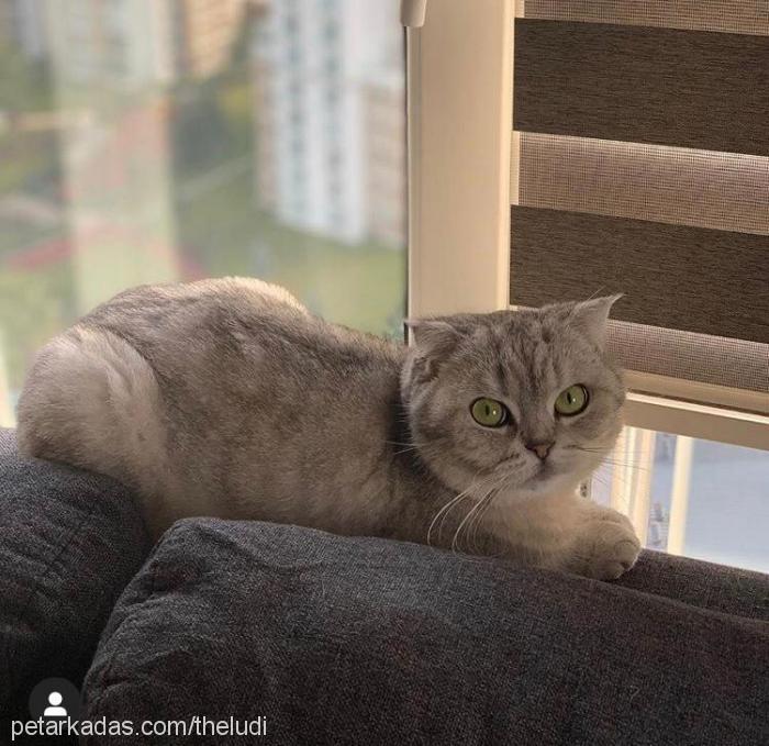 ludwig Erkek British Shorthair