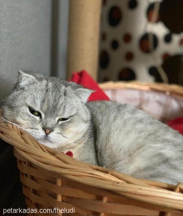 ludwig Erkek British Shorthair