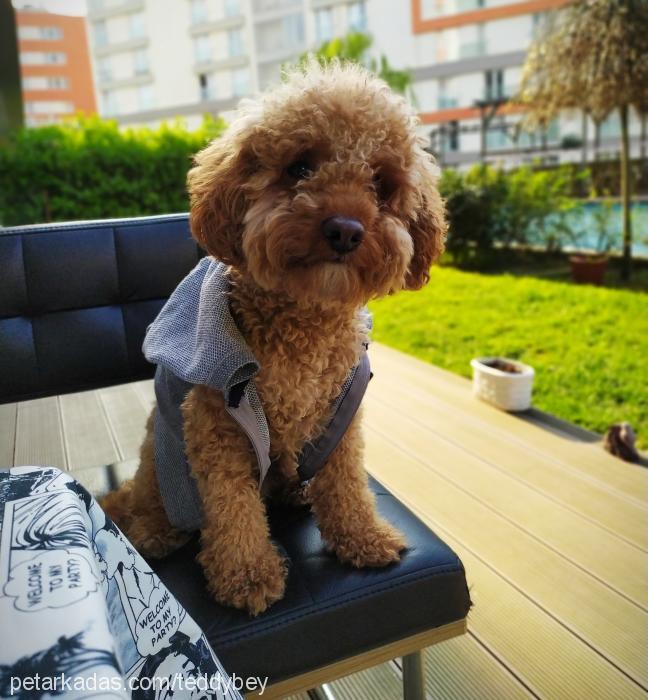 teddy Erkek Poodle (Minyatür Kaniş)