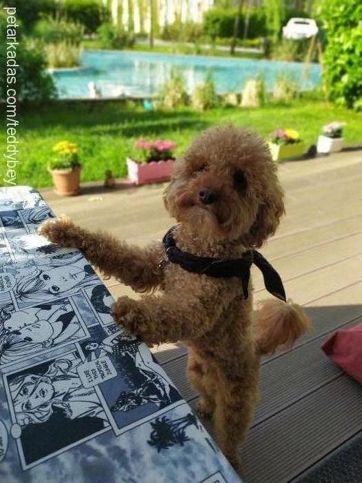 teddy Erkek Poodle (Minyatür Kaniş)