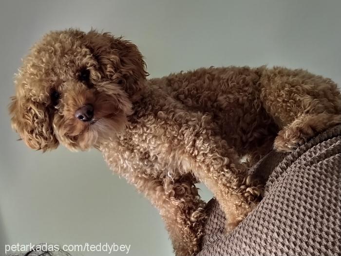 teddy Erkek Poodle (Minyatür Kaniş)