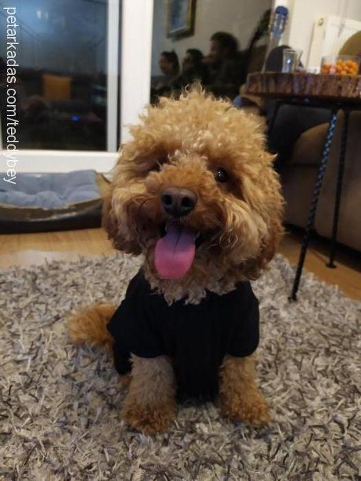 teddy Erkek Poodle (Minyatür Kaniş)