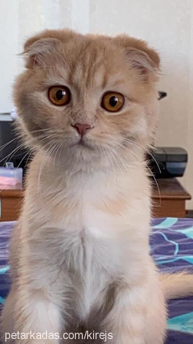 kayısı Dişi Scottish Fold