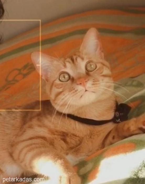 Canayakın Kedi İsteyenler!! Simba Tam Sizli, Ücretsiz Kedi, Ankara
