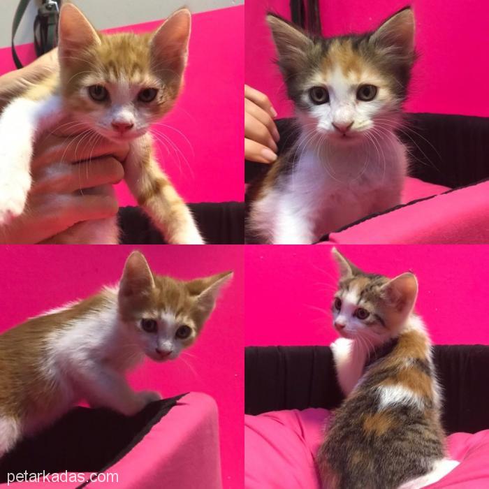 Dört Yavru Kedi Kardeş Yuva Arıyor İstanbul, , Ücretsiz Kedi