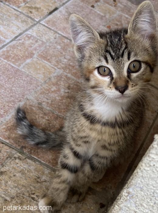 Yavru Kediler Bulgurlu, Üsküdar, , Ücretsiz Kedi, İstanbul