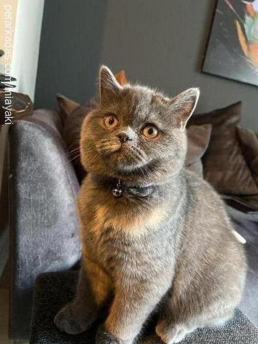 mia Dişi British Shorthair