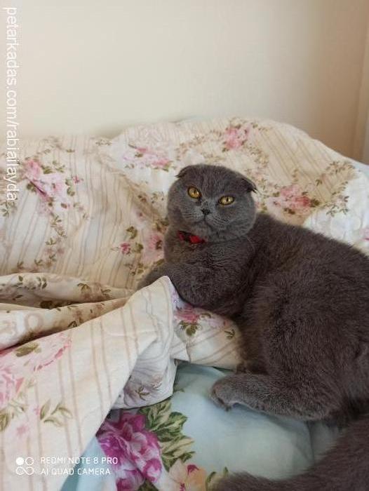 duman Dişi Scottish Fold