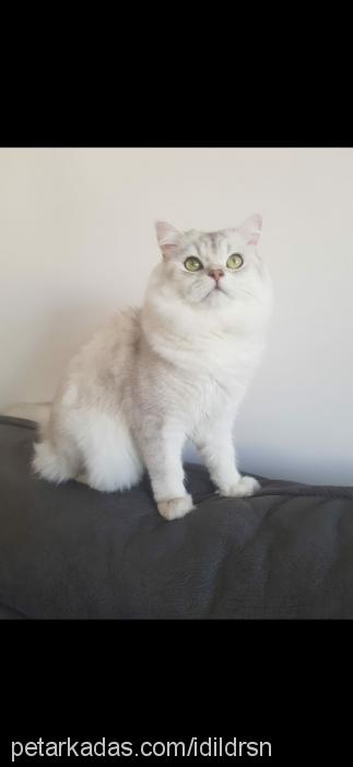 alex Erkek British Shorthair