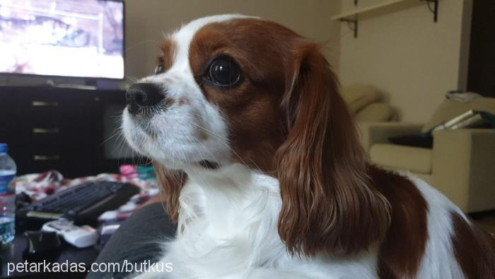 butkus Erkek Cavalier King Charles Spanieli