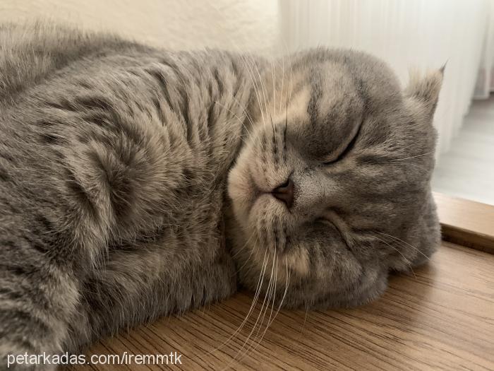 zeus Erkek Scottish Fold