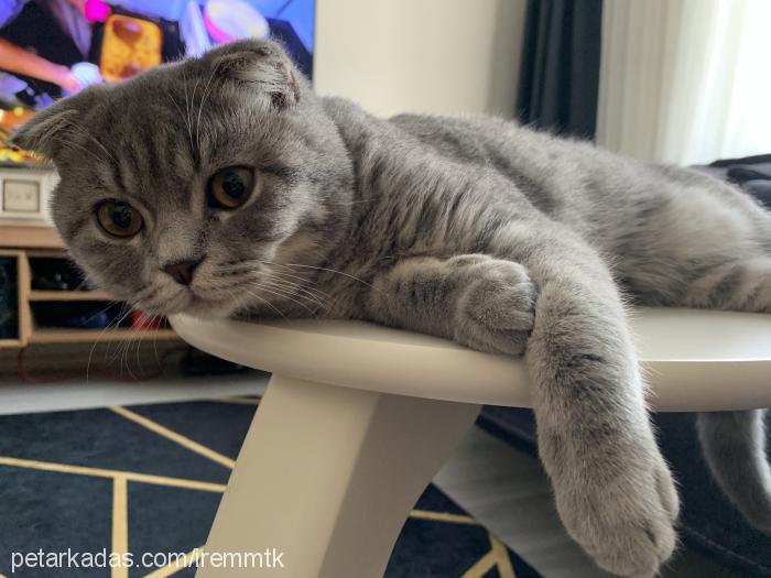 zeus Erkek Scottish Fold