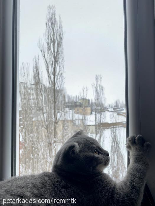 zeus Erkek Scottish Fold