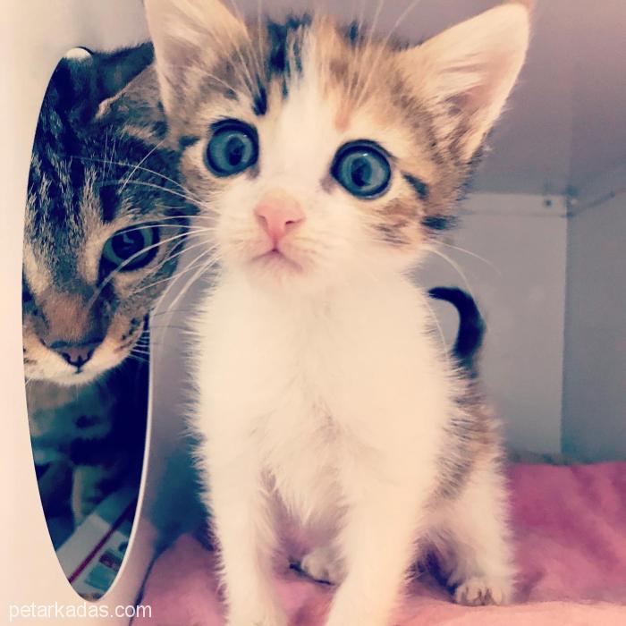 Yavru Calico Kedi Çilek Yuvasını Arıyor İstanbul, , Ücretsiz Kedi