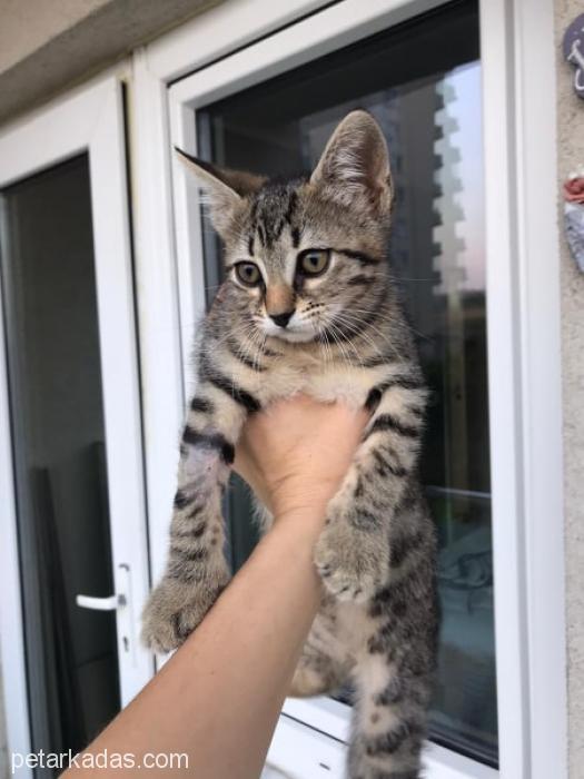 3 Aylık Yavru Erkek Kedi Yuva ArıyorÜcretsiz, İstanbul