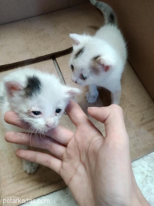 Bir Aylık İki Yavru Ked, Ücretsiz Kedi, İzmir