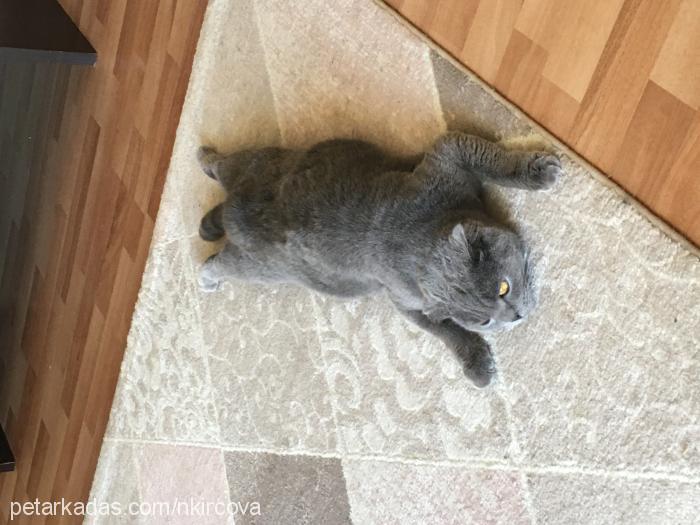 Şİla Dişi Scottish Fold