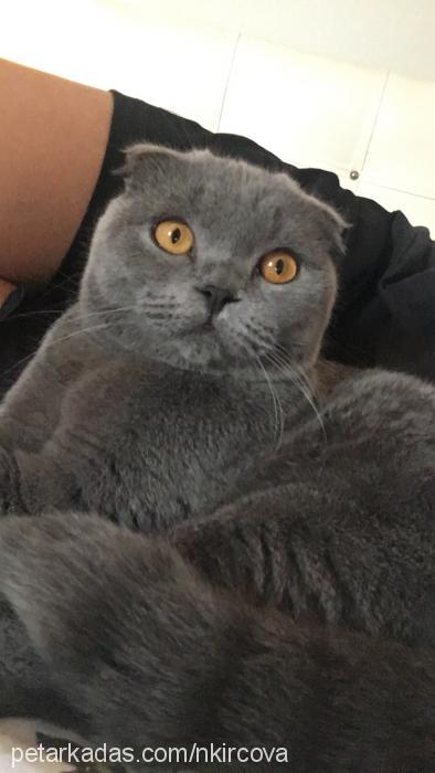 Şİla Dişi Scottish Fold