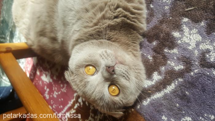 hugo Erkek Scottish Fold