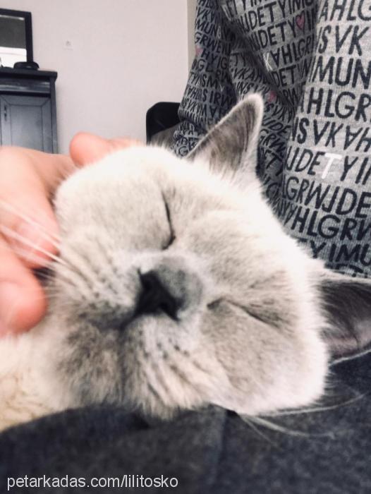 lilythegreat Dişi British Shorthair