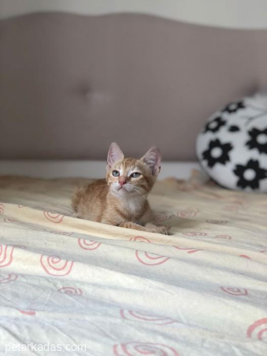 2 Aylık Mavi Gözlü Erkek Yavru Kedi, Ücretsiz Kedi, Antalya