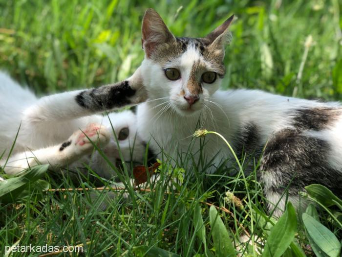 4 Aylık Arkadaş Canlısı Dişi Minik Yavru Kedi, Ücretsiz Kedi, Antalya