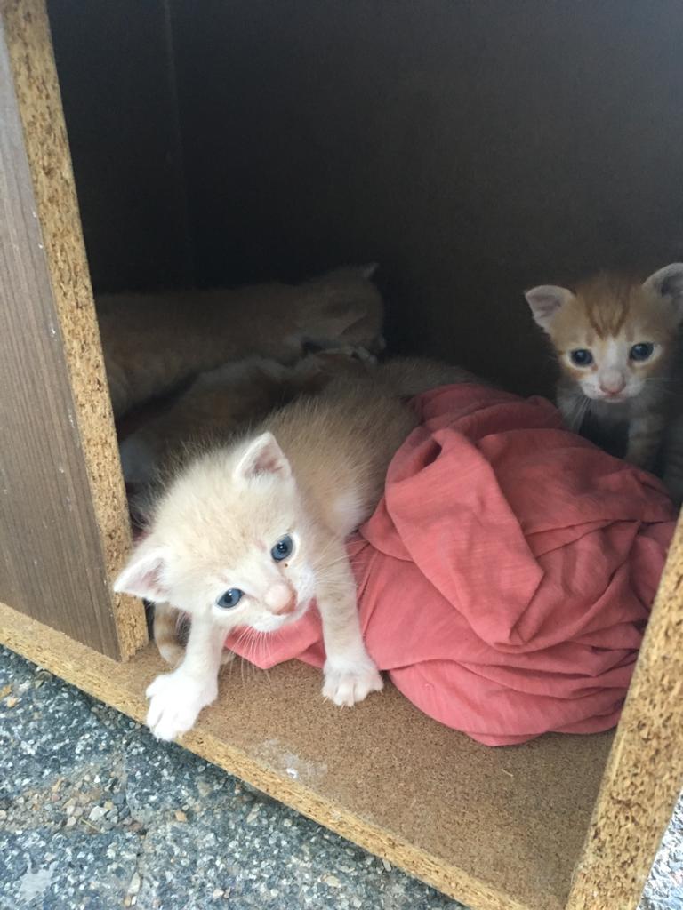 4 Adet Sarı Yavru Kediye Yuva , Ücretsiz Kedi, Sakarya