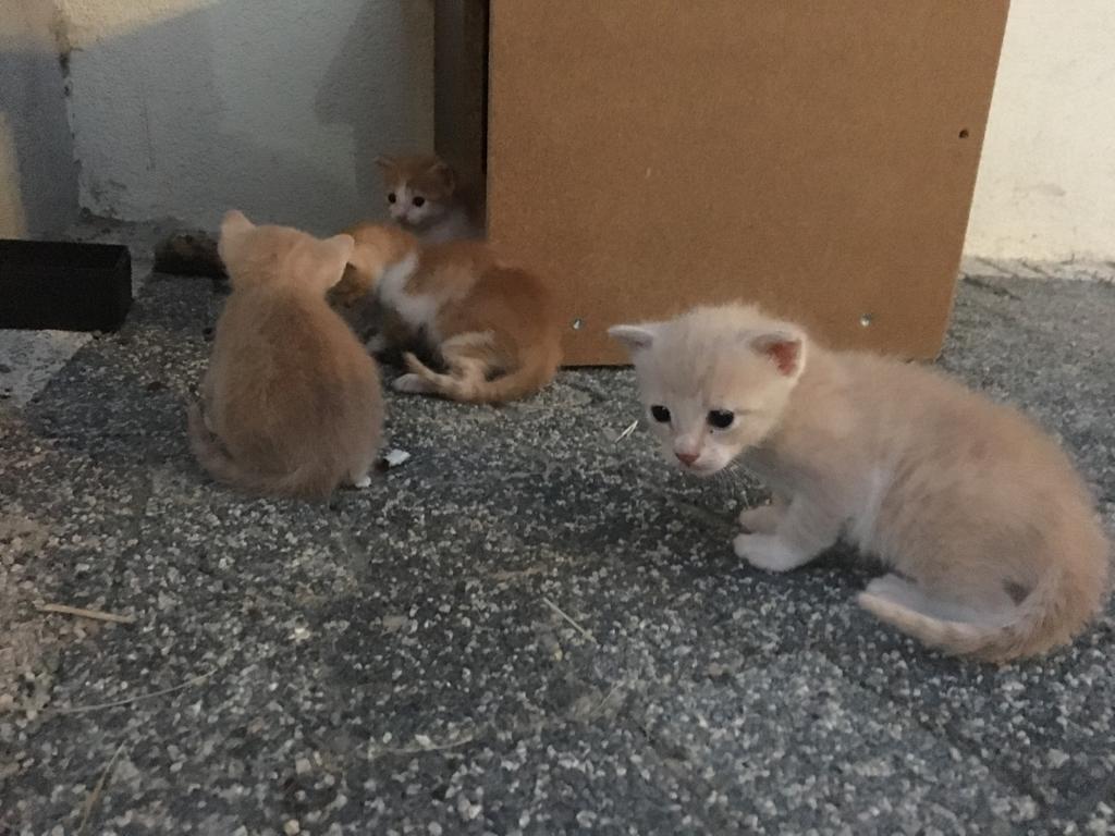 4 Adet Sarı Yavru Kediye Yuva , Ücretsiz Kedi, Sakarya