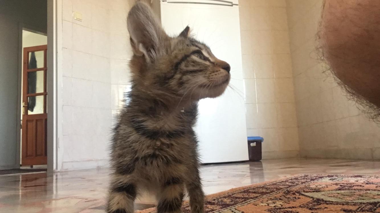 boncuk ömürlük yuvasın, Ücretsiz Kedi, Gaziantep