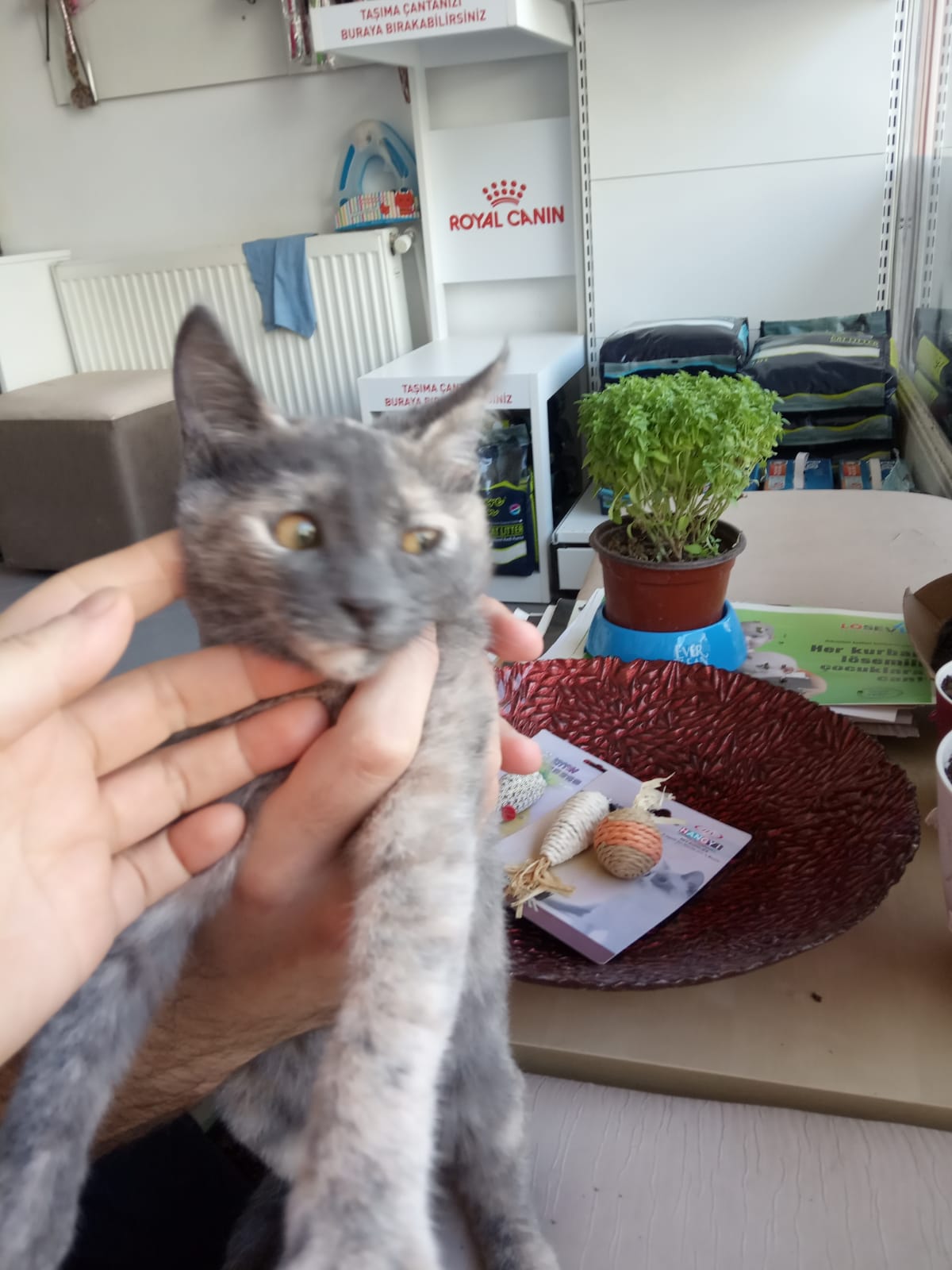 3 aylik kaliko disi kedi yu, Ücretsiz Kedi, Ankara