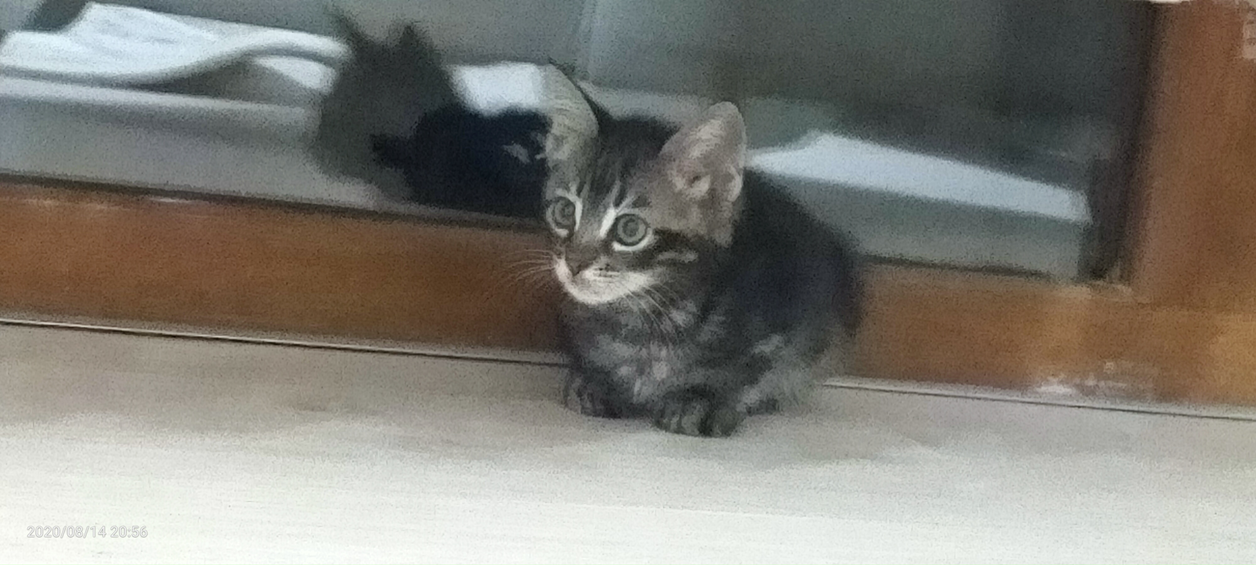 Ço, Ücretsiz Kedi, Trabzon