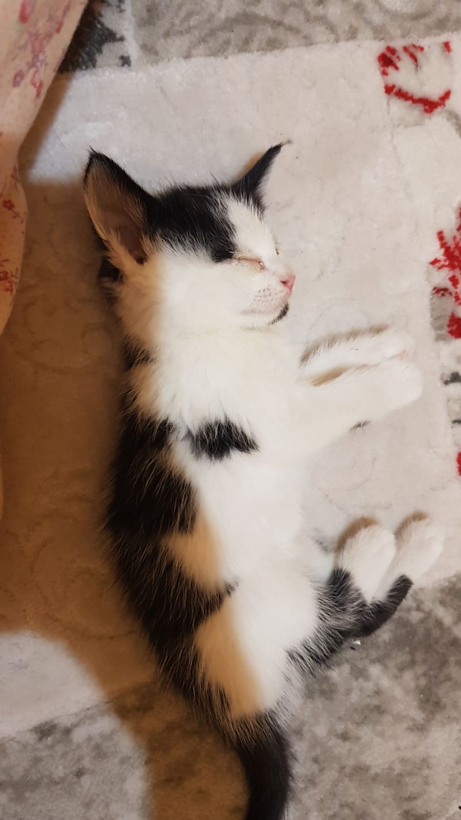 yavru tekir kedim yeni yuvasın, Ücretsiz Kedi, Kayseri