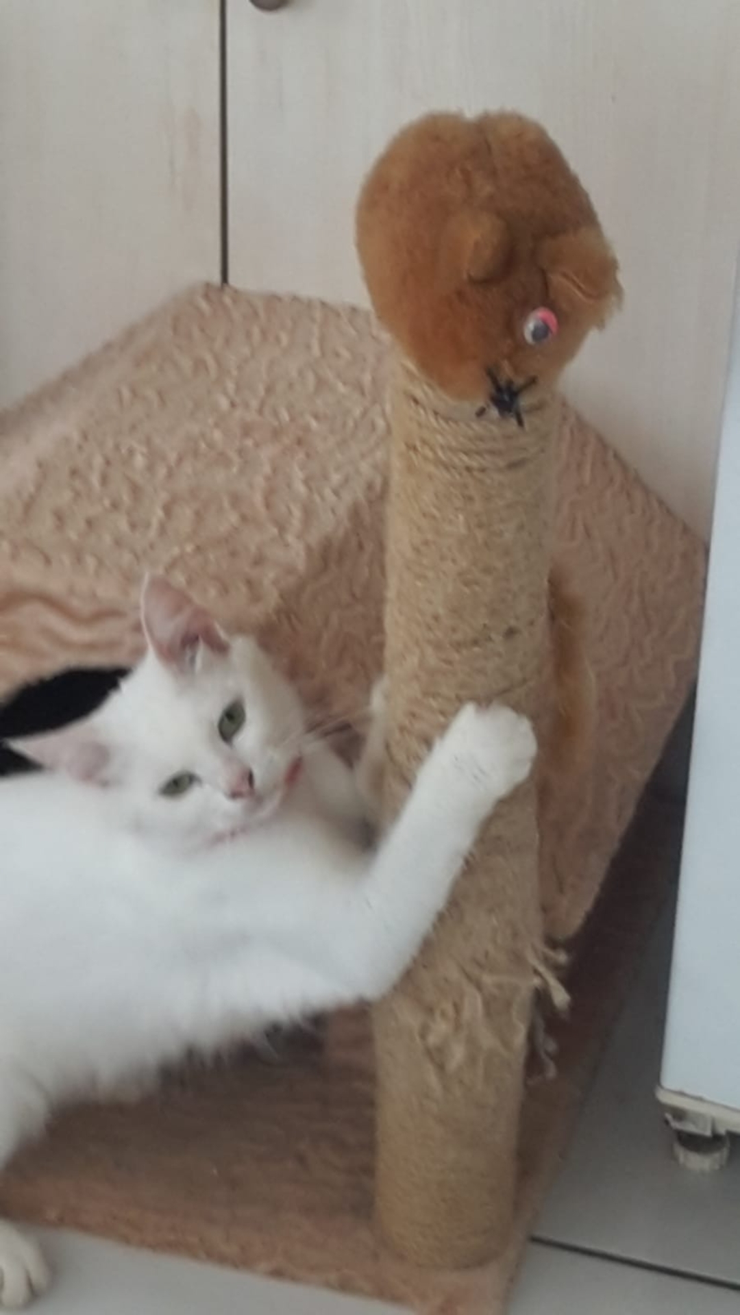 Van kedisi k, Ücretsiz Kedi, Antalya