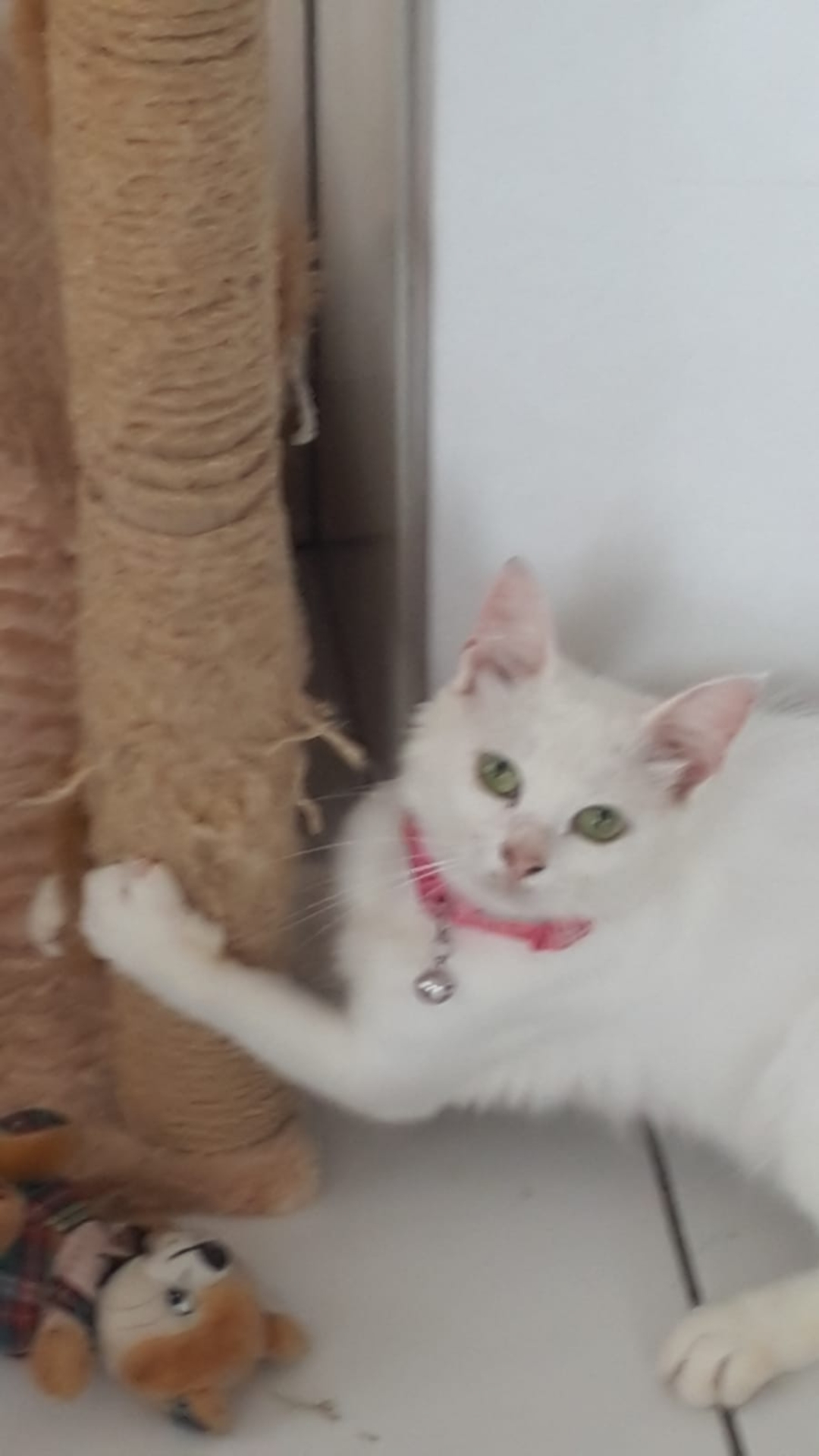 Van kedisi k, Ücretsiz Kedi, Antalya