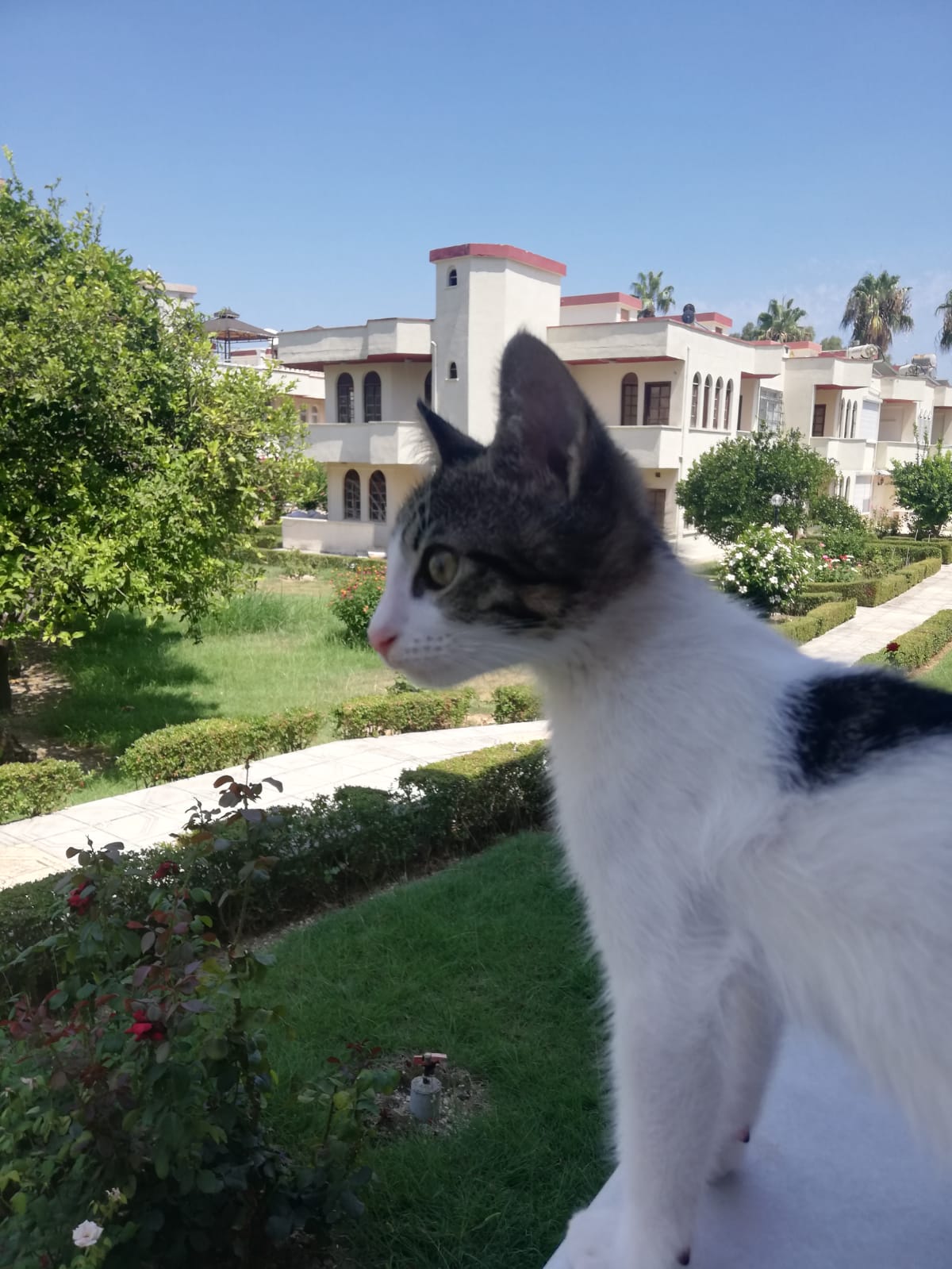 Yuva , Ücretsiz Kedi, Gaziantep