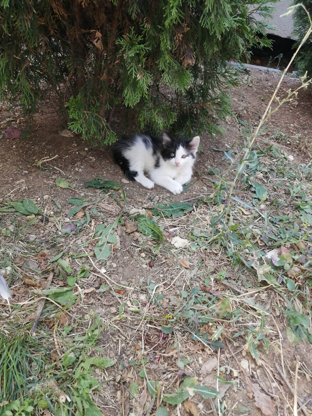 2 Aylık, Ücretsiz Kedi, Ankara