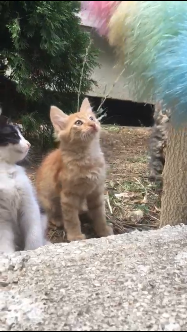 2 Aylık, Ücretsiz Kedi, Ankara